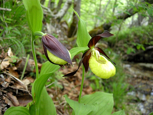 Cypripedium calceolus / Scarpetta di Venere